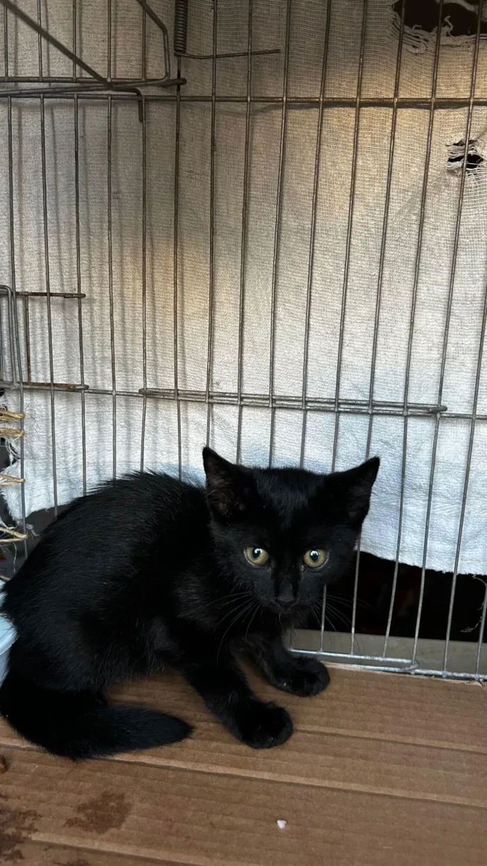 Gato raça SRD-ViraLata idade 2 a 6 meses nome suor