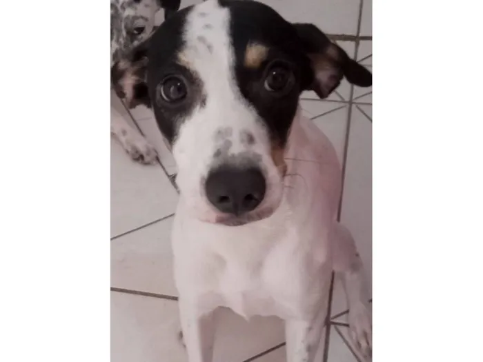 Cachorro raça SRD-ViraLata idade 1 ano nome Raya