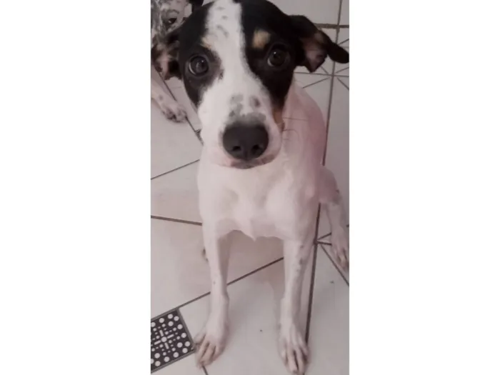 Cachorro raça SRD-ViraLata idade 1 ano nome Raya