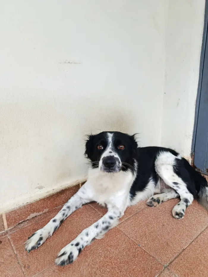Cachorro raça SRD-ViraLata idade 6 ou mais anos nome Bud