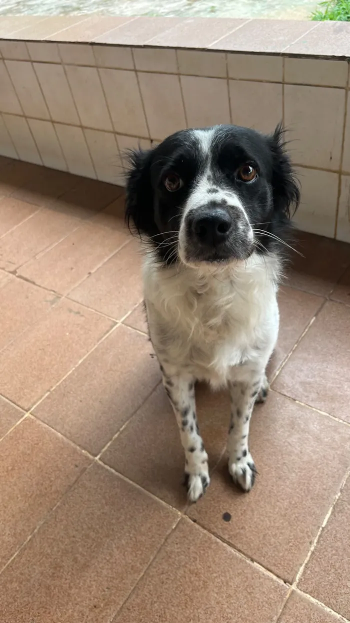 Cachorro raça SRD-ViraLata idade 6 ou mais anos nome Bud