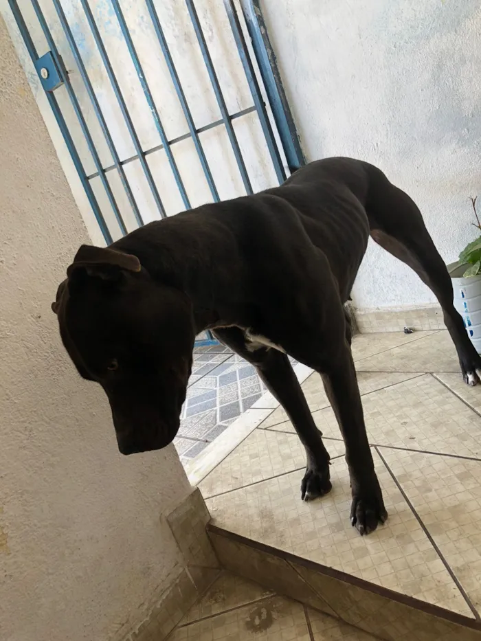 Cachorro raça Pit-Bull idade 3 anos nome PANDORA 