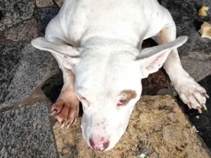 Cachorro raça Pit-Bull idade 4 anos nome Pitty