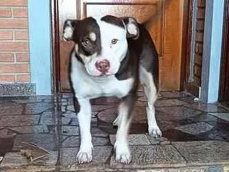 Cachorro raça Pit-Bull idade 1 ano nome Menina