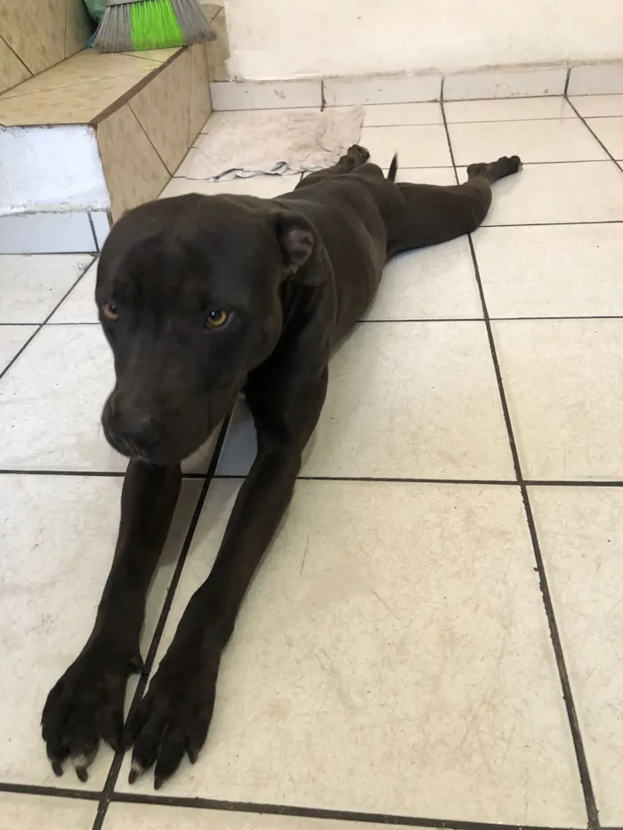 Cachorro raça Pit-Bull idade 3 anos nome PANDORA 