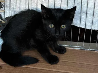 Gato raça SRD-ViraLata idade 2 a 6 meses nome suor