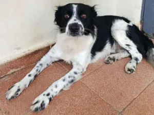 Cachorro raça SRD-ViraLata idade 6 ou mais anos nome Bud