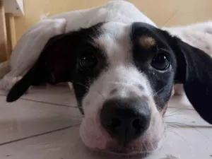 Cachorro raça SRD-ViraLata idade 1 ano nome Raya