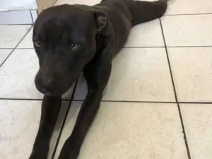 Cachorro raça Pit-Bull idade 3 anos nome PANDORA 