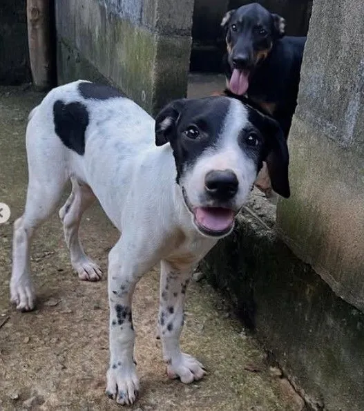 Cachorro raça SRD-ViraLata idade 2 a 6 meses nome Beethoven 