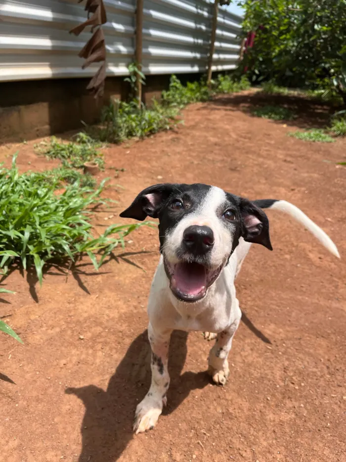 Cachorro raça SRD-ViraLata idade 2 a 6 meses nome Beethoven 