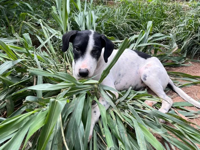 Cachorro raça SRD-ViraLata idade 2 a 6 meses nome Beethoven 