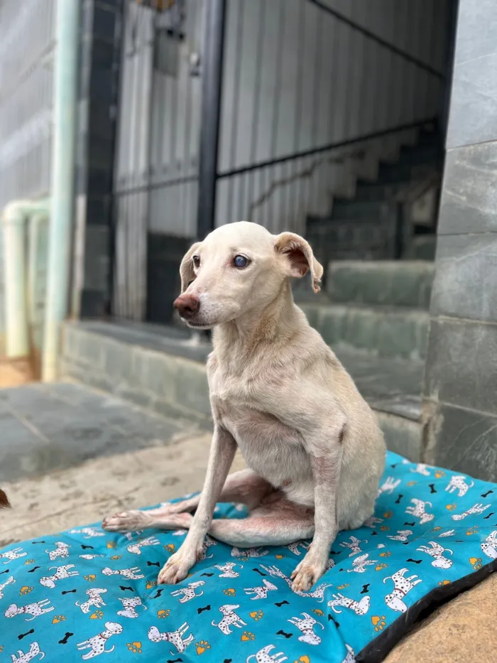 Cachorro raça SRD-ViraLata idade 6 ou mais anos nome Nívea