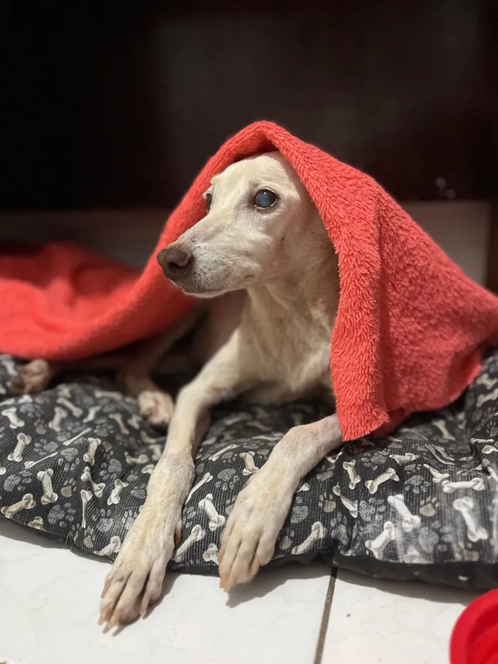 Cachorro raça SRD-ViraLata idade 6 ou mais anos nome Nívea