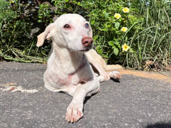 Cachorro raça SRD-ViraLata idade 6 ou mais anos nome Nívea
