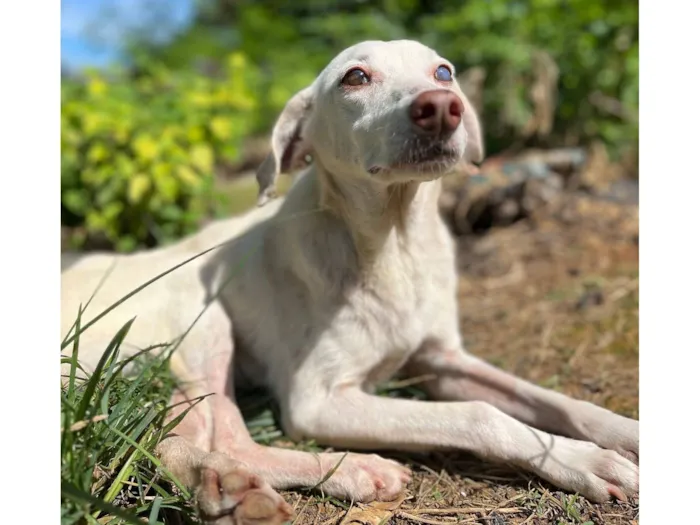 Cachorro raça SRD-ViraLata idade 6 ou mais anos nome Nívea