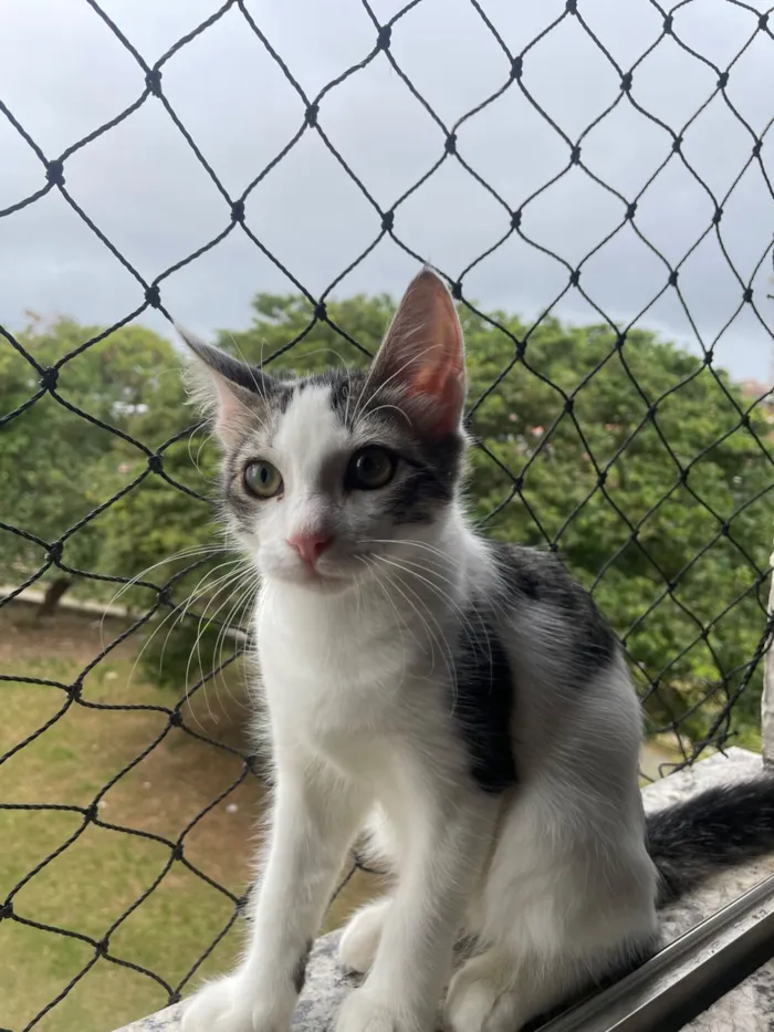 Gato raça SRD-ViraLata idade 2 a 6 meses nome Fred