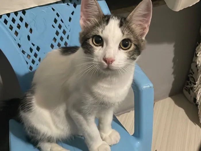 Gato raça SRD-ViraLata idade 2 a 6 meses nome Fred