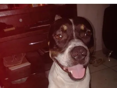 Cachorro raça Pit-Bull idade 2 a 6 meses nome ralk