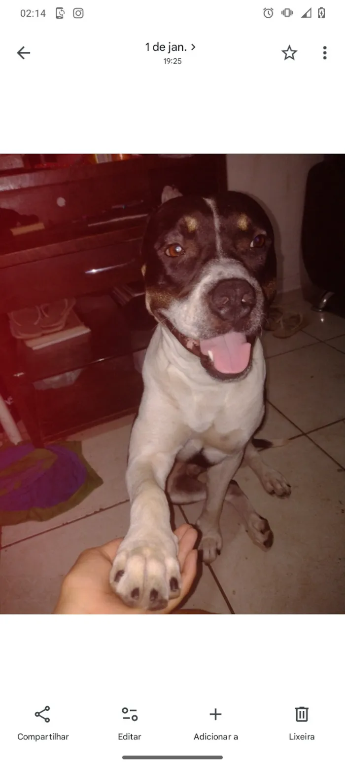 Cachorro raça Pit-Bull idade 2 a 6 meses nome ralk