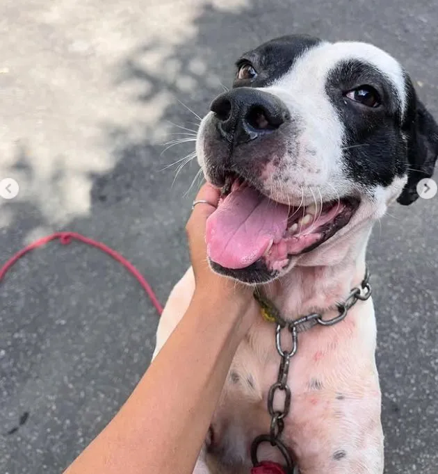 Cachorro raça Pit-Bull idade 1 ano nome Zeus