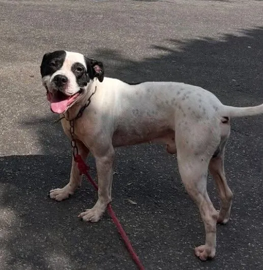 Cachorro raça Pit-Bull idade 1 ano nome Zeus