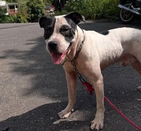 Cachorro raça Pit-Bull idade 1 ano nome Zeus