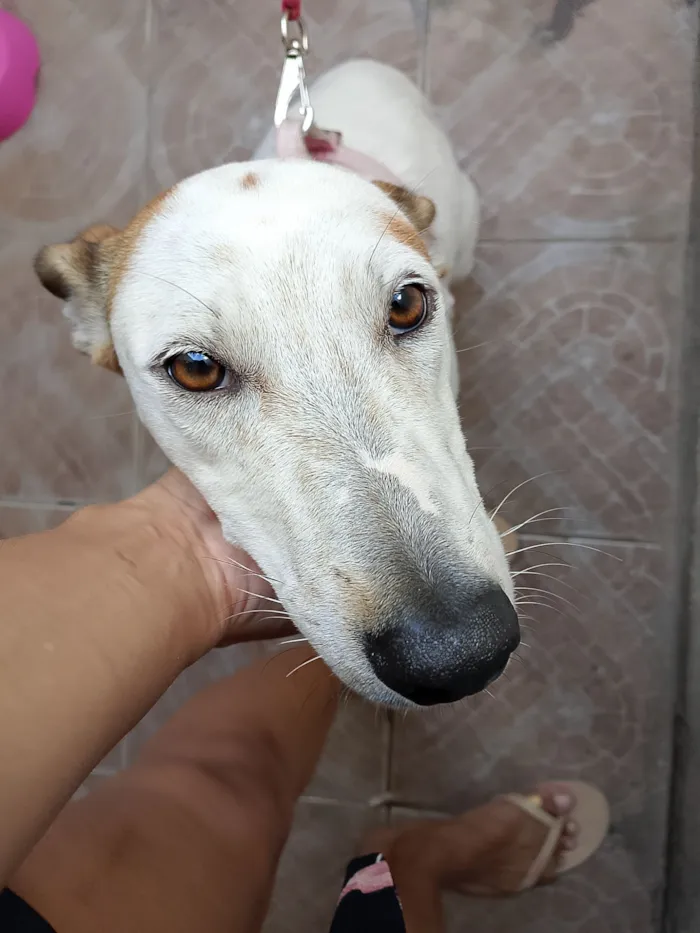 Cachorro raça SRD-ViraLata idade 1 ano nome Frozen
