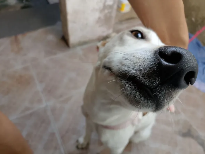 Cachorro raça SRD-ViraLata idade 1 ano nome Frozen 