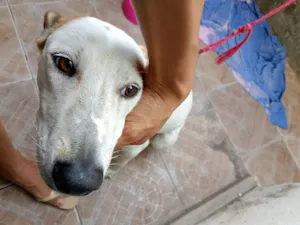 Cachorro raça SRD-ViraLata idade 1 ano nome Frozen 