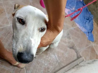 Cachorro raça SRD-ViraLata idade 1 ano nome Frozen 