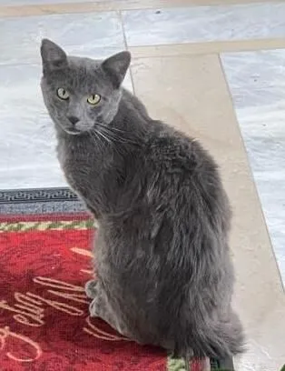 Gato raça SRD-ViraLata idade 1 ano nome não sei o nome