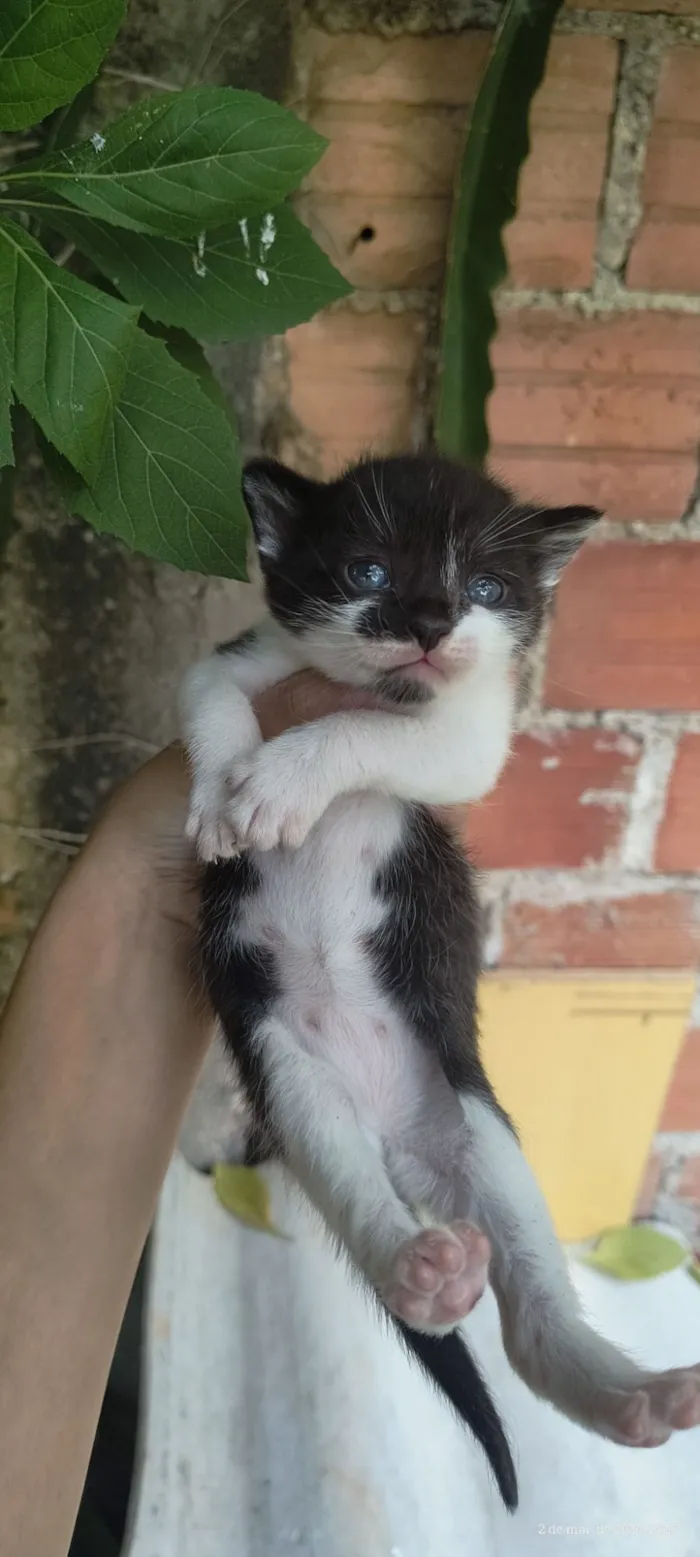 Gato raça Exótico idade Abaixo de 2 meses nome gato