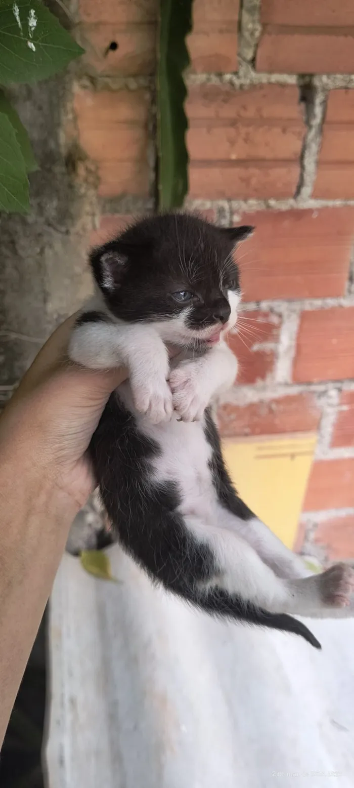Gato raça Exótico idade Abaixo de 2 meses nome gato