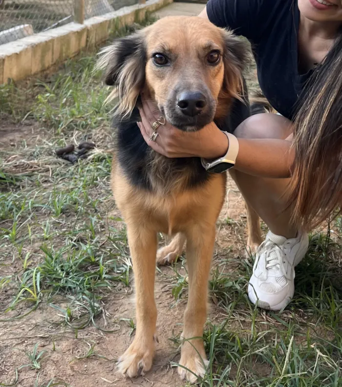 Cachorro raça SRD-ViraLata idade 2 anos nome Aurora