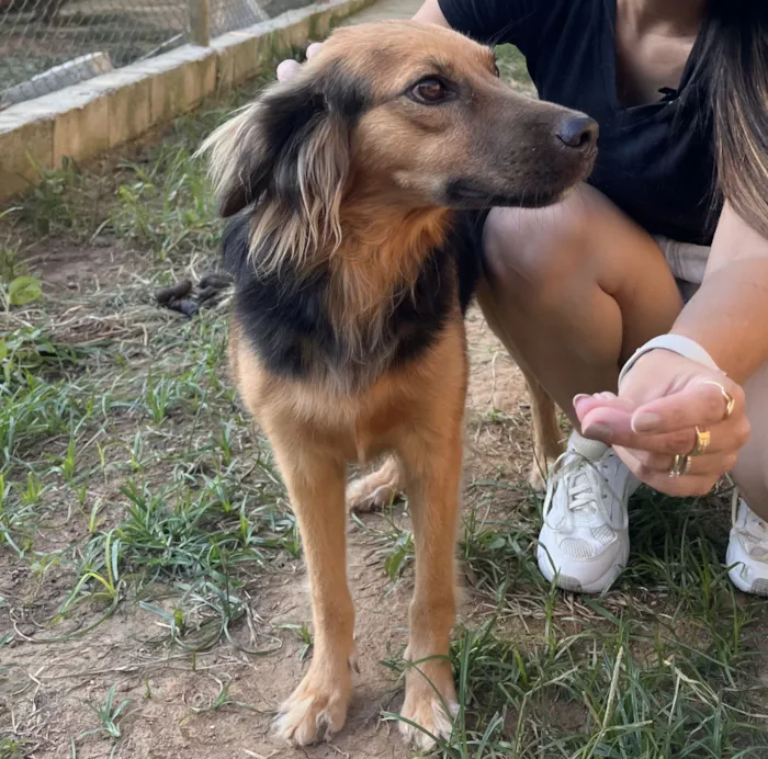 Cachorro raça SRD-ViraLata idade 2 anos nome Aurora