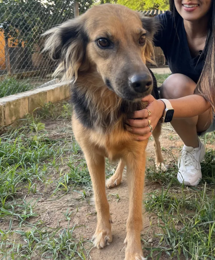 Cachorro raça SRD-ViraLata idade 2 anos nome Aurora