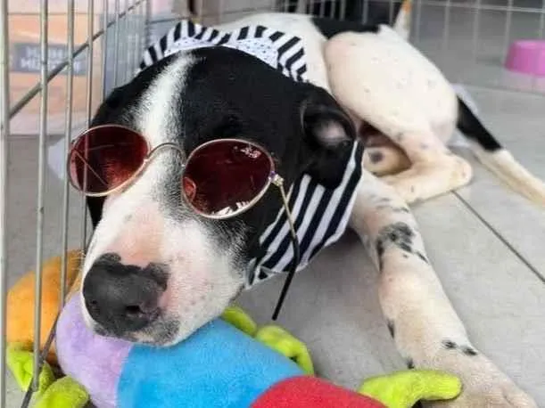 Cachorro raça SRD-ViraLata idade 2 a 6 meses nome Beethoven 