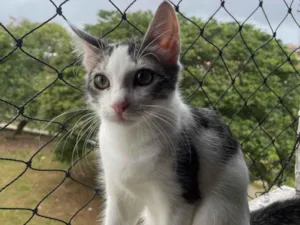 Gato raça SRD-ViraLata idade 2 a 6 meses nome Fred