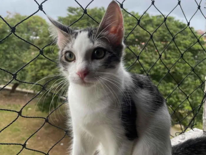 Gato raça SRD-ViraLata idade 2 a 6 meses nome Fred