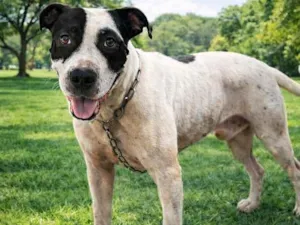 Cachorro raça Pit-Bull idade 1 ano nome Zeus