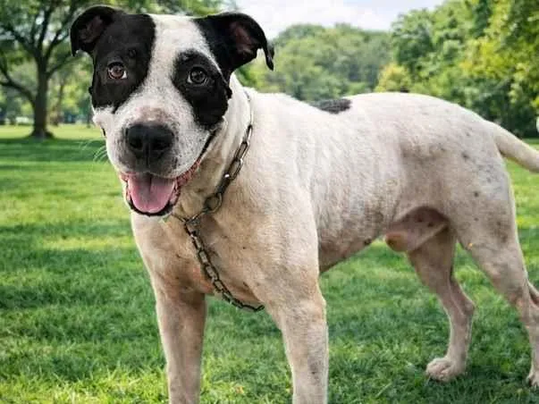 Cachorro raça Pit-Bull idade 1 ano nome Zeus