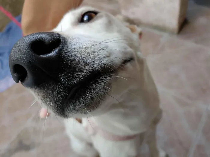 Cachorro raça SRD-ViraLata idade 1 ano nome Frozen