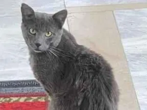 Gato raça SRD-ViraLata idade 1 ano nome não sei o nome