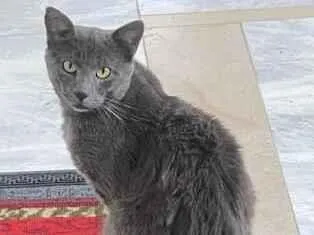 Gato raça SRD-ViraLata idade 1 ano nome não sei o nome