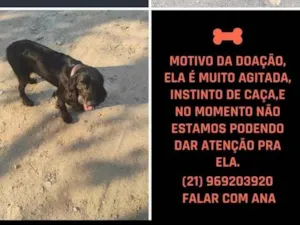 Cachorro raça Cocker idade 1 ano nome mel
