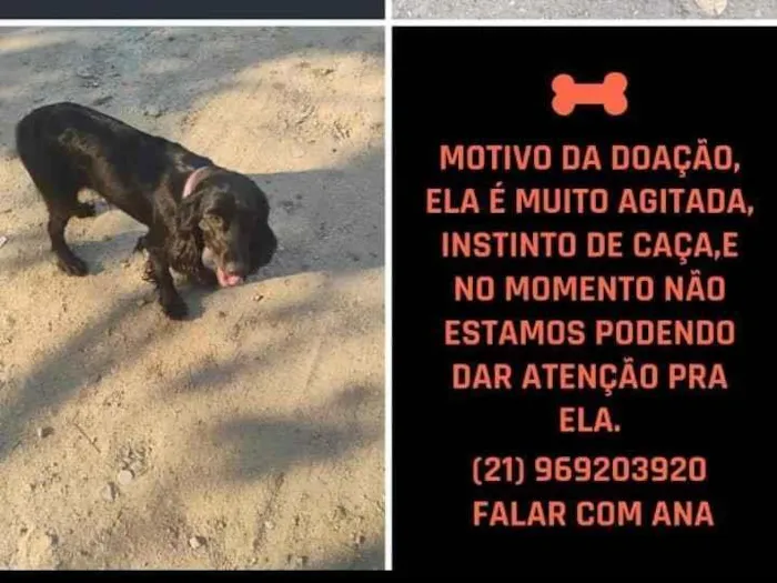 Cachorro raça Cocker idade 1 ano nome mel