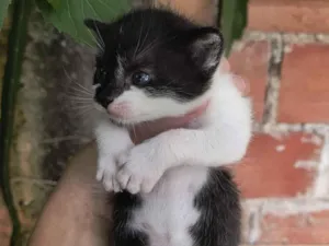 Gato raça Exótico idade Abaixo de 2 meses nome gato