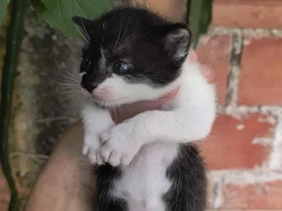 Gato raça Exótico idade Abaixo de 2 meses nome gato