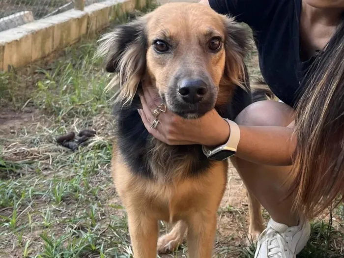 Cachorro raça SRD-ViraLata idade 2 anos nome Aurora